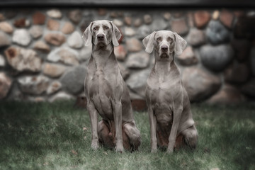 Two Weimaraner dogs