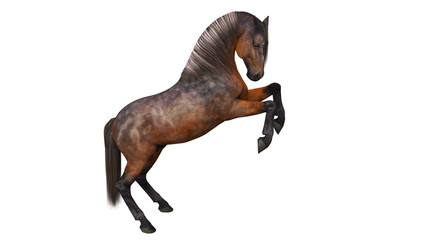 Horse prancing, hoofed animal isolated on white background