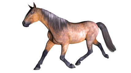 Horse galloping, hoofed animal isolated on white background