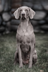 Weimaraner dog.  Closeup portrait