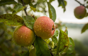 Apple tree, Slovenia