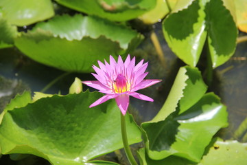 Flower and trees, year 2015
