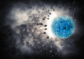 Sperm and Egg