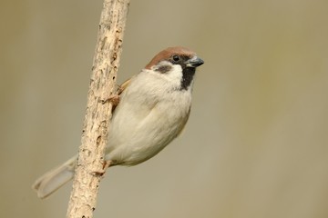 Tree Sparrow (Passer montanus)