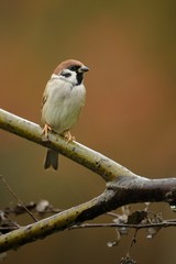 Tree Sparrow (Passer montanus)
