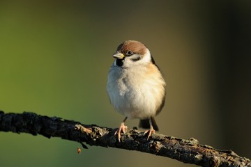 Tree Sparrow (Passer montanus)