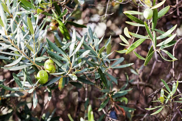 Plants at Mediterranean seaside