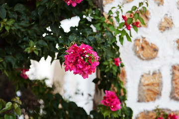 Green plants and flowers at Mediterranean seaside