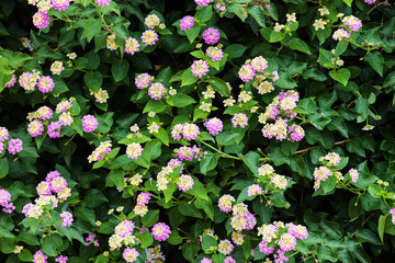 Green plants and flowers at Mediterranean seaside