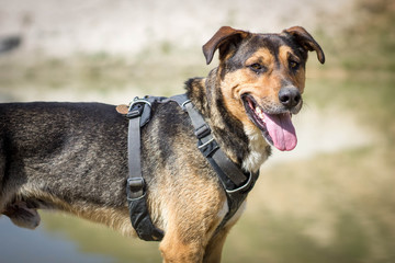 Dog in harness