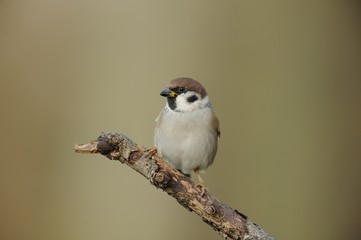 Tree Sparrow (Passer montanus)