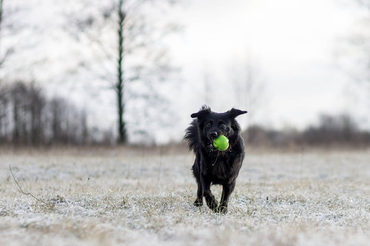 Black dog with green ball
