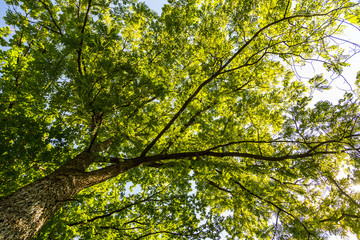 Fototapeta na wymiar Tall Tree in Summer