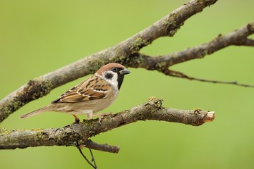 Tree Sparrow (Passer montanus)