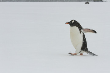 Obraz premium Gentoo peguin walking