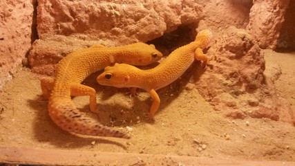 Leopardgeckos