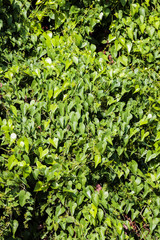 Plants at Mediterranean seaside