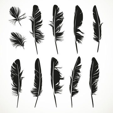 Silhouettes feathers vector illustration