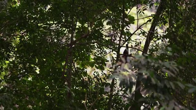 Capuchin monkey climbs down tree branches.