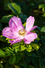 Kartoffel-Rose (Rosa rugosa)