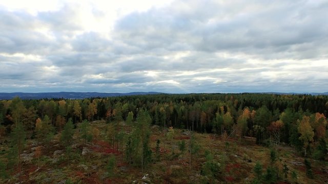 Timber Camp