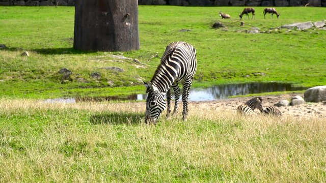 Zebra Eating Grass
