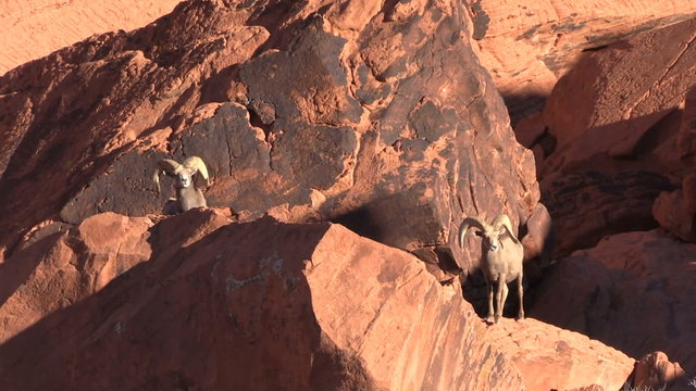 Desert Bighorn Sheep Rams