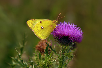Yellow butterfly