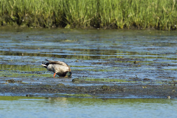 Mallard drake foraging