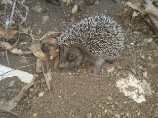 Hedgehog in park