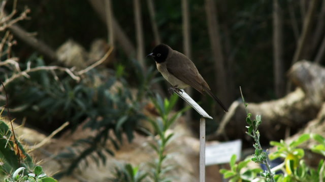 Royalty Free Stock Video Footage of a bird perched in a garden shot in Israel at 4k with Red.