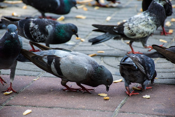 Fototapeta premium Rock pigeon in the park