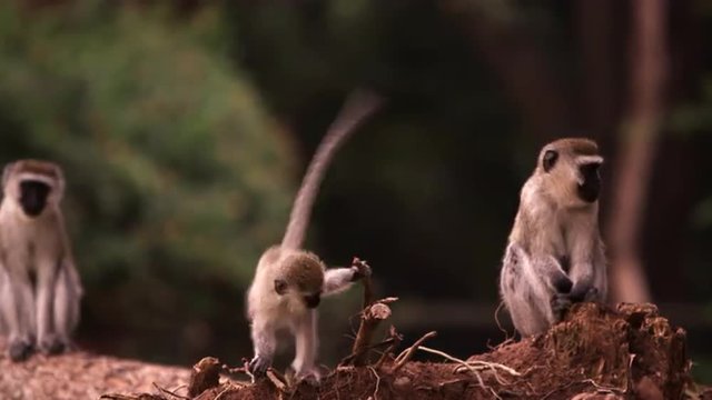 Four vervet monkeys on a fallen tree trunk