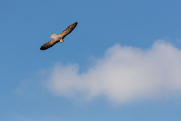 Wüstenfalke im Flug (Falco pelegrinoides)
