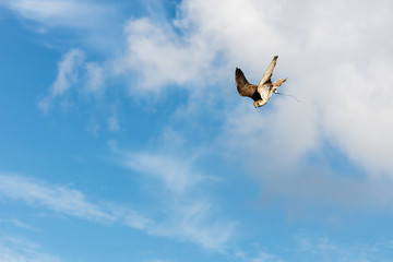 Wüstenfalke im Flug (Falco pelegrinoides)