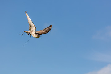 Wüstenfalke im Flug (Falco pelegrinoides)
