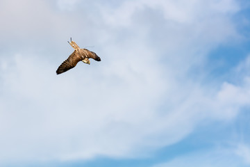 Wüstenfalke im Flug (Falco pelegrinoides)