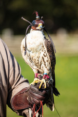 Wüstenfalke mit Haube (Falco pelegrinoides)