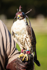 Wüstenfalke mit Haube (Falco pelegrinoides)