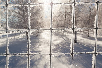 Frozen Wire Fence