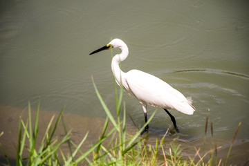 White Heron finding food on near riverbank