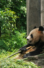 giant panda in protection and research center of Yaan, Bifengxia base,china