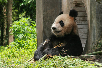 giant panda in protection and research center of Yaan, Bifengxia base,china