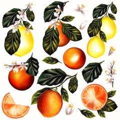 Obraz premium Vector set of realistic lemon and oranges with flowers for desig