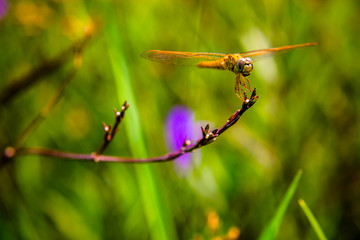 Handsome dragonfly