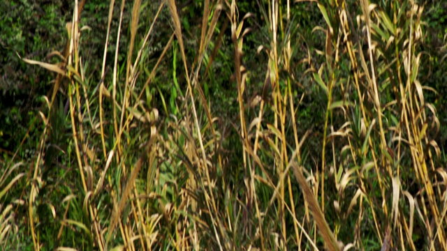 Royalty Free Stock Video Footage of a stream leaving a forest shot in Israel at 4k with Red.