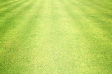 Golf Courses green lawn