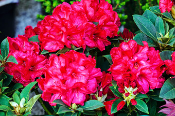 Fototapeta premium Colorful flowers
