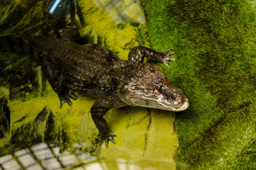 Crocodile in water