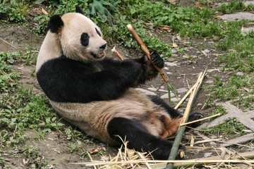 giant panda in protection and research center of Yaan, Bifengxia base,china